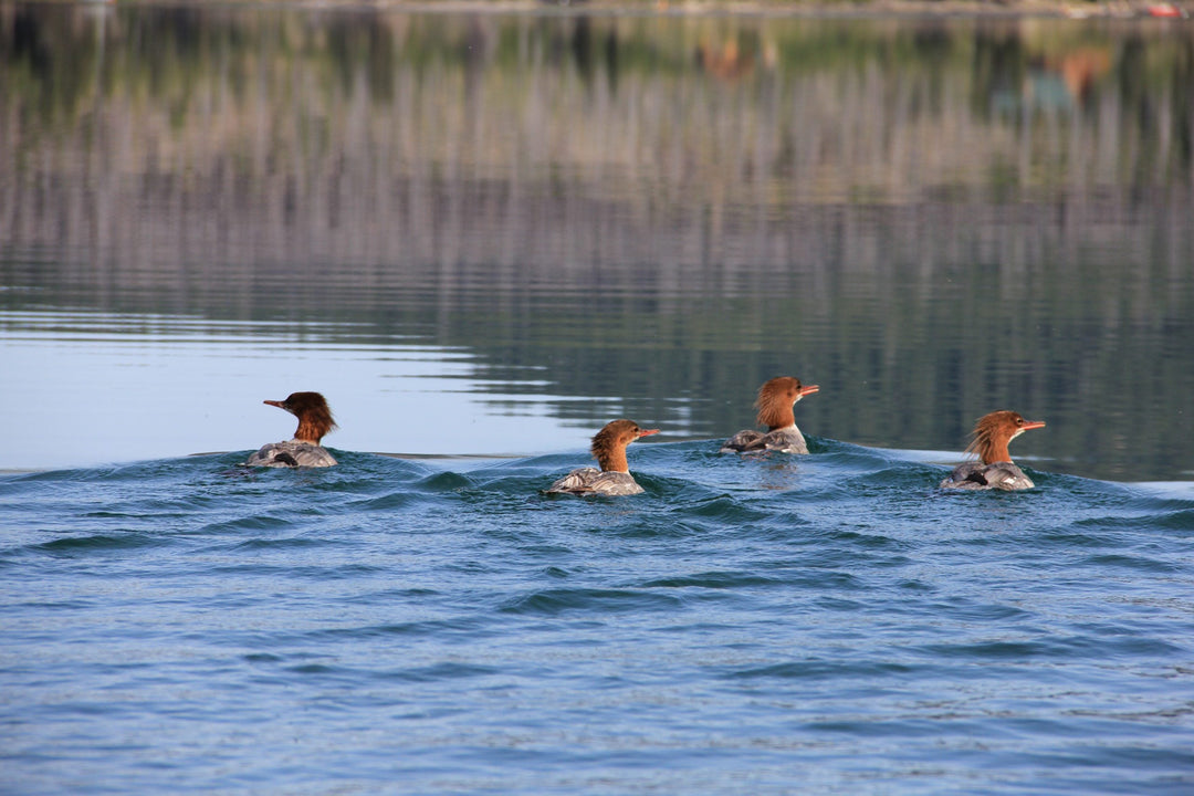 Four ducks swimming in a calm lake with their reflections visible in the water.