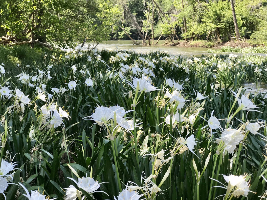 White wildflowers growing along a riverbank in a green forest.