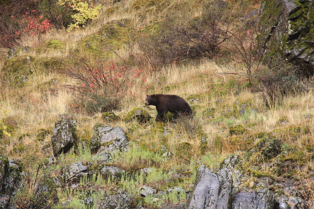 Grizzly bear walking in a grassy, rocky wilderness area.